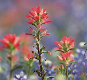 Danish Landscape Gardeners