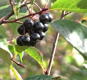 Søeberg aronia berries production juice