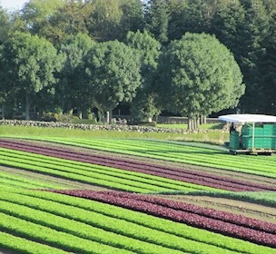 Yding Grønt vegetables production