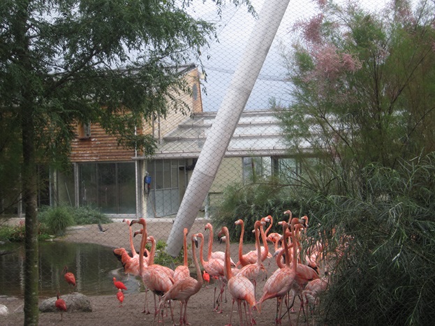 Flamingoer stål bardun Zoo