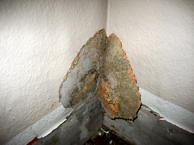 Mould in your residence.